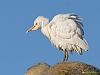 Uccelli ciconiiformi 36 - Airone guardabuoi.jpg
